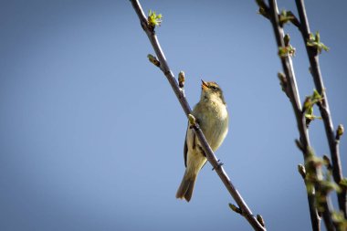 Bir Chiffchaff (Phylloscopus collybita) kur yapma gösterisini bir dalda yapar. Küçük, enerjik ötücü kuş dal üzerinde çırpınır, yumuşak zeytin kahverengi tüyleri çevreleyen yapraklarla harmanlanır. Kendine özgü Chiff-Shaff kasasıyla bilinir.