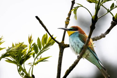 Bir Avrupa Arı Yiyen (Merops apiaster) doğal ortamında bir dal üzerinde. Canlı renkli kuş, parlak yeşil, sarı ve kestane tüyleri ile, çevrede uçan böcekler için tarama yaparken zarifçe tünemektedir.