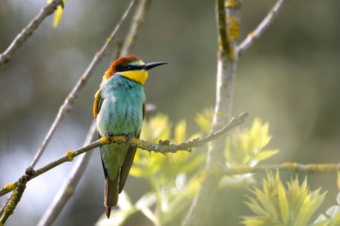 Bir Avrupa Arı Yiyen (Merops apiaster) doğal ortamında bir dal üzerinde. Canlı renkli kuş, parlak yeşil, sarı ve kestane tüyleri ile, çevrede uçan böcekler için tarama yaparken zarifçe tünemektedir.