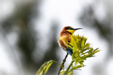Bir Avrupa Arı Yiyen (Merops apiaster) doğal ortamında bir dal üzerinde. Canlı renkli kuş, parlak yeşil, sarı ve kestane tüyleri ile, çevrede uçan böcekler için tarama yaparken zarifçe tünemektedir.