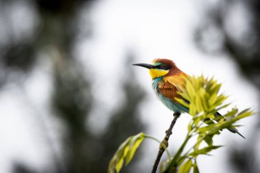 Bir Avrupa Arı Yiyen (Merops apiaster) doğal ortamında bir dal üzerinde. Canlı renkli kuş, parlak yeşil, sarı ve kestane tüyleri ile, çevrede uçan böcekler için tarama yaparken zarifçe tünemektedir.