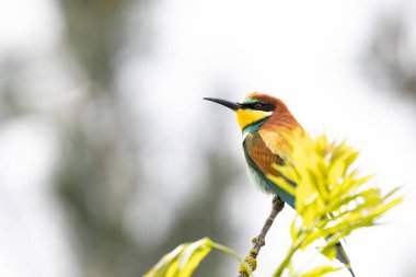 Bir Avrupa Arı Yiyen (Merops apiaster) doğal ortamında bir dal üzerinde. Canlı renkli kuş, parlak yeşil, sarı ve kestane tüyleri ile, çevrede uçan böcekler için tarama yaparken zarifçe tünemektedir.