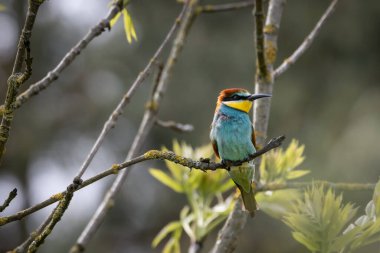 Bir Avrupa Arı Yiyen (Merops apiaster) doğal ortamında bir dal üzerinde. Canlı renkli kuş, parlak yeşil, sarı ve kestane tüyleri ile, çevrede uçan böcekler için tarama yaparken zarifçe tünemektedir.