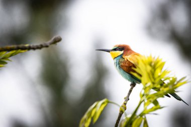 Bir Avrupa Arı Yiyen (Merops apiaster) doğal ortamında bir dal üzerinde. Canlı renkli kuş, parlak yeşil, sarı ve kestane tüyleri ile, çevrede uçan böcekler için tarama yaparken zarifçe tünemektedir.