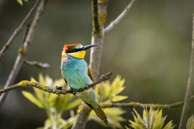 Bir Avrupa Arı Yiyen (Merops apiaster) doğal ortamında bir dal üzerinde. Canlı renkli kuş, parlak yeşil, sarı ve kestane tüyleri ile, çevrede uçan böcekler için tarama yaparken zarifçe tünemektedir.