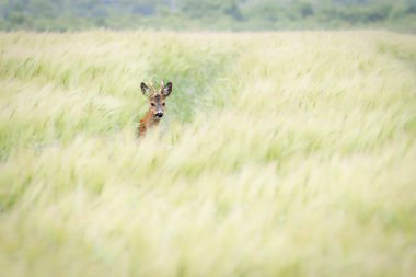 Bir roe buck (Capreolus capreolus) arpa tarlasını izler (Hordeum vulgare).).