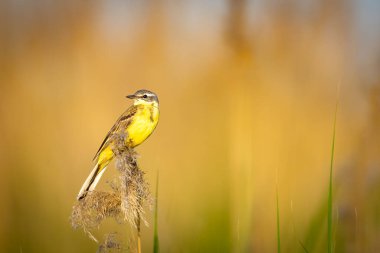 Sazlıkların arasına batılı sarı bir kuyruk (Motacilla flava) konur..