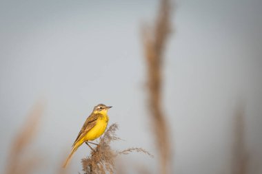 Sazlıkların arasına batılı sarı bir kuyruk (Motacilla flava) konur..