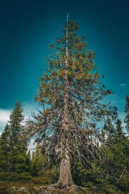 İsveç topraklarında ladin ağacı (Picea abies), mavi bir yaz gökyüzünün altında doğal çevrede tek başına duruyor..