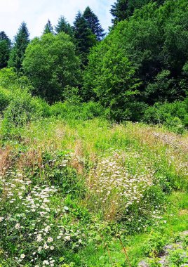 Beyaz papatyalar çimenlikteki yeşil çimlerde yetişir ve her yerde orman görünür.