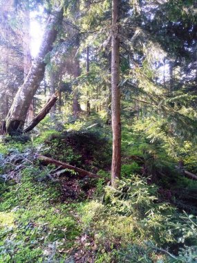 Ağaçlar yüksek dağlarda yetişir