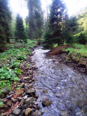 Karpat Dağları 'nda küçük bir nehir akıyor.