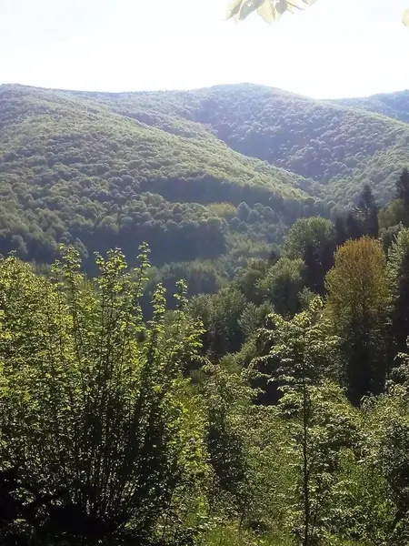 Karpat Dağları 'nın güzel bir manzarası