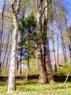 Ağaçlar ilkbaharda büyür.