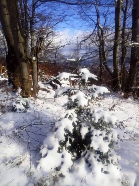 Kışın dağlara kar yağdı.