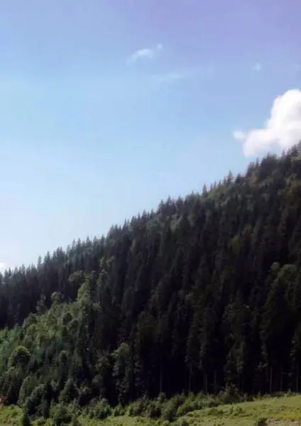 Karpat Dağları 'nda dik bir dağ yamacı