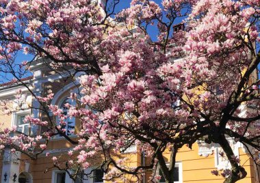 Evin yakınındaki baharda bir manolya ağacı çiçek açar.