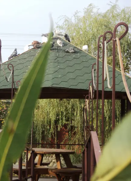 Çok renkli güvercinleri olan yeşil çardak.