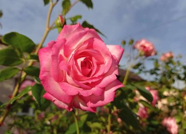 Pembe yapraklı güzel bir gül açar ve büyür.