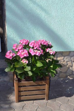 Çiçekler açar ve evin yakınındaki bir kutuda büyür.