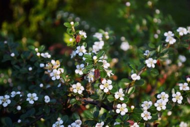 Beyaz çiçekler açar ve büyür. 