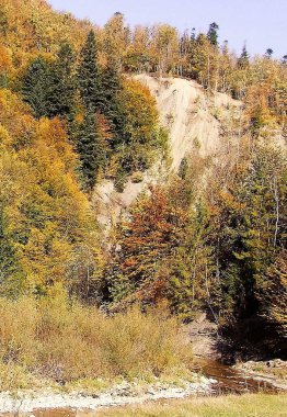 Su akıntısı ve sonbahar ormanı