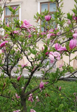 Manolya ağacının çiçekleri İlkbaharda belediye binasının yakınında çiçek açtı.