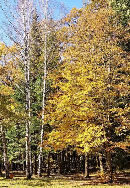 Ağaçlar sonbaharda büyür.