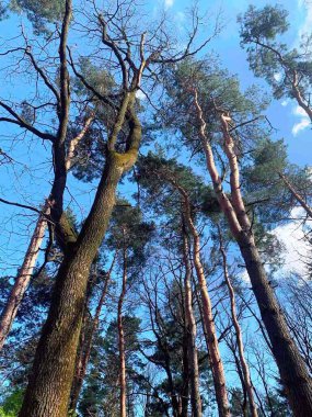 Yazın kozalaklı ağaçlar, yazın karışık bir ormanda yetişen çeşitli ağaçlar.