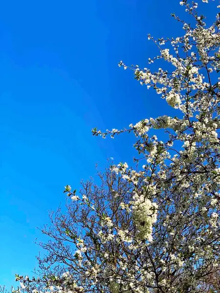 Gökyüzünün mavi arka planında bir elma ağacının beyaz çiçeği.