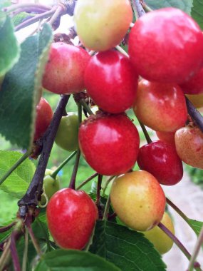 Kiraz meyveleri yazın olgunlaşır.