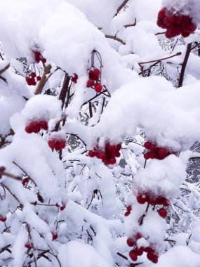 Kar altında kırmızı viburnum kümeleri