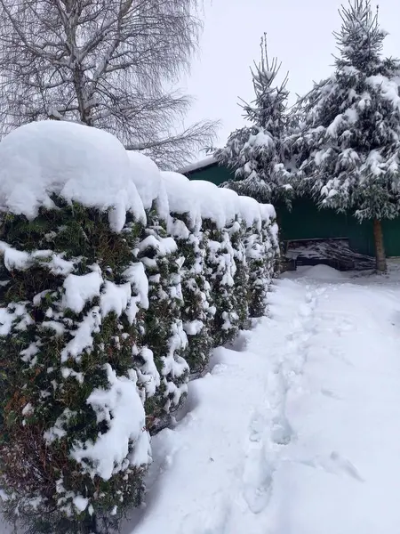 Beyaz kar yeşil çalıların üzerinde uzanıyor