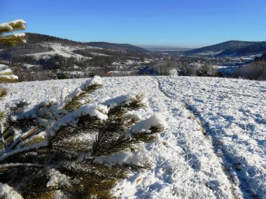 Yüksek dağlarda karla kaplı bir Noel ağacı.