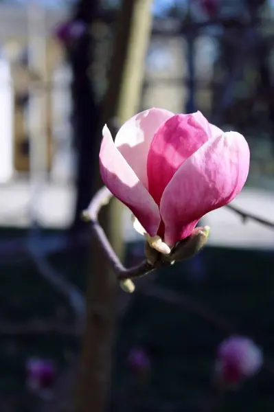 Magnopia pembe yapraklarını yayar.