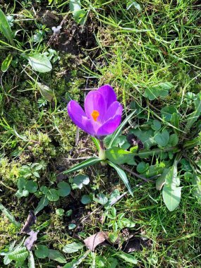 Croton baharda açar ve büyür.