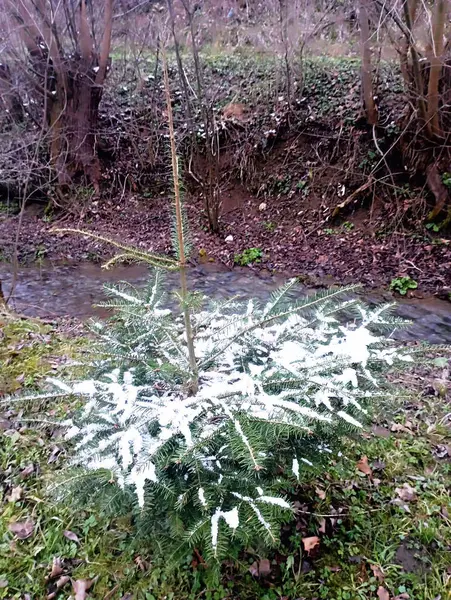 Beyaz karda kozalaklı bir Noel ağacı