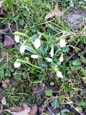 Baharda beyaz çiçekler açar.