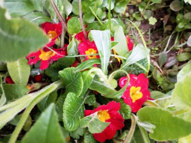 Yaz bahçesindeki çok renkli kırmızı çuha çiçeklerinin seçici odağı