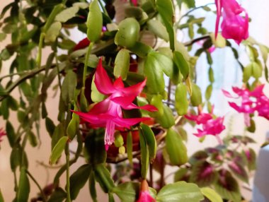 Kırmızı çiçekler açan rhododendron