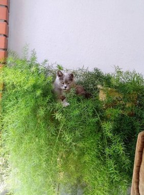 Gray cat in green grass