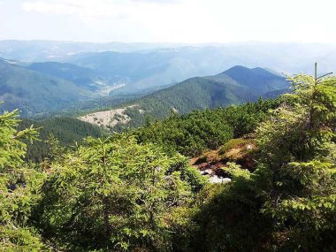 Dağlarda Noel ağacı kozalakları