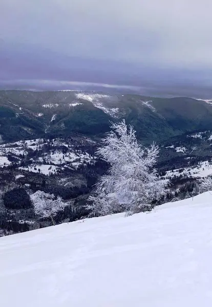Karpatların yamacında kış ağacı