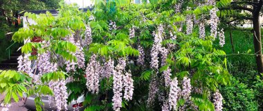 Wisteria çiçek açtı. Yumuşak, genç Liana Wisteria