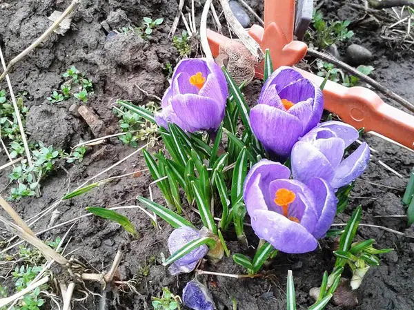 Bahçede mor çiçek yaprakları var.