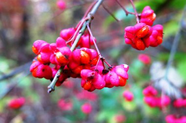Yaygın değirmenin zehirli meyveleri