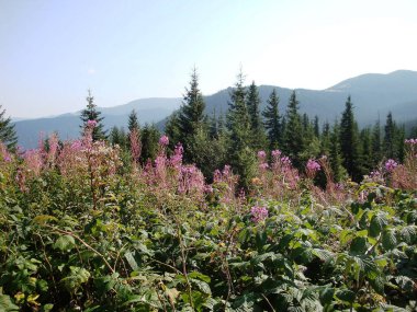 Çiçekler açar ve büyür dağlarda.