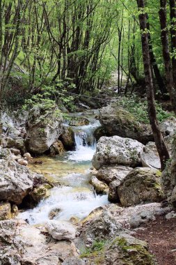 Ağaçlar ve taşlar arasında akarcasına