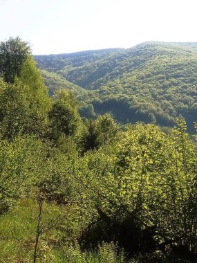 Yeşil Karpatlar Orman Günü