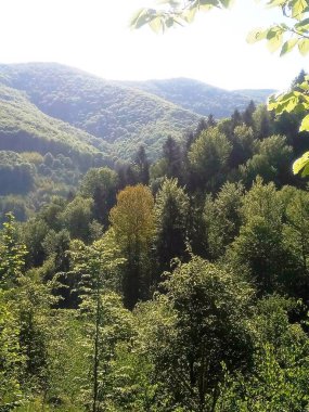 Karpatlar Ormanı 'nın doğası